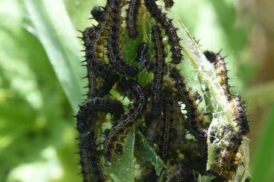<i>Aglais urticae</i>