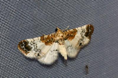 <i>Eupithecia breviculata</i>