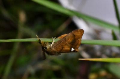 <i>Orgyia antiqua</i>
