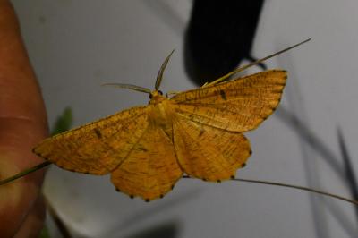 <i>Angerona prunaria</i>