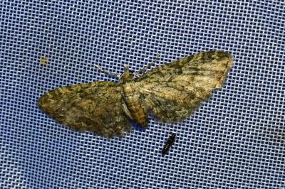 <i>Eupithecia inturbata</i>