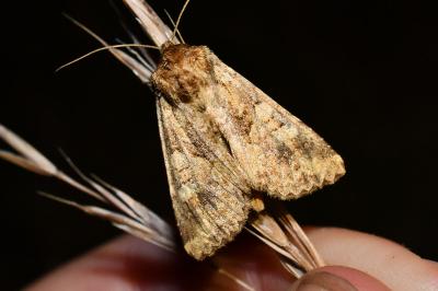 <i>Conisania luteago</i>