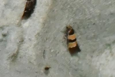 <i>Goidanichiana jourdheuillella</i>