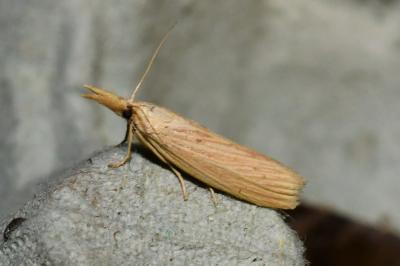 <i>Ematheudes punctella</i>