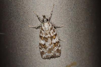 <i>Scoparia pyralella</i>