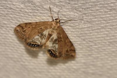 <i>Cataclysta lemnata</i>
