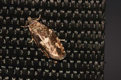 <i>Eudemis profundana</i>