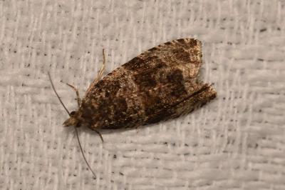 <i>Celypha lacunana</i>