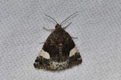 <i>Tyta luctuosa</i>