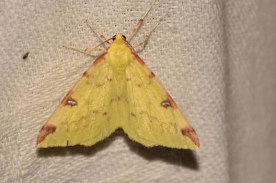 <i>Opisthograptis luteolata</i>