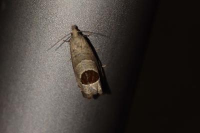<i>Notocelia uddmanniana</i>