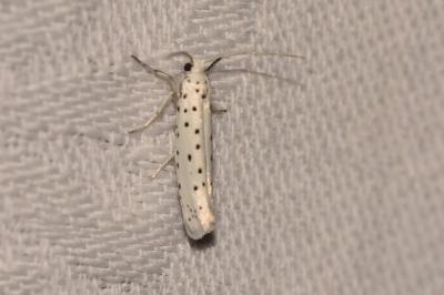 <i>Yponomeuta cagnagella</i>