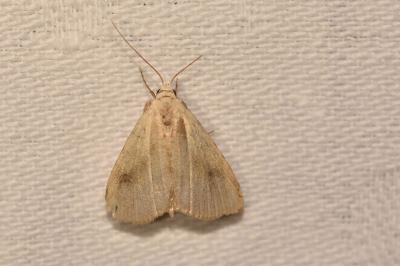 <i>Rivula sericealis</i>
