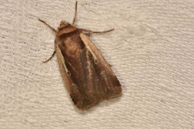 <i>Ochropleura plecta</i>