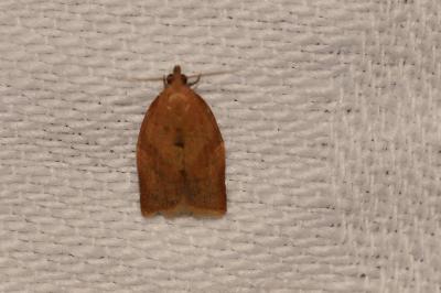 <i>Clepsis consimilana</i>