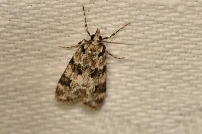 <i>Eudonia delunella</i>