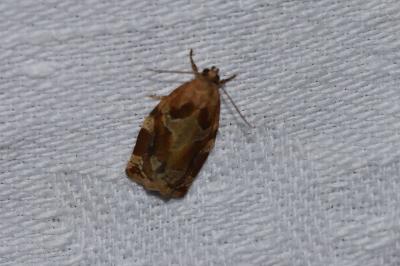 <i>Archips xylosteana</i>