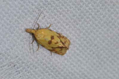 <i>Agapeta hamana</i>