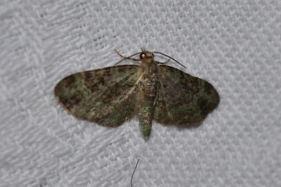 <i>Pasiphila rectangulata</i>