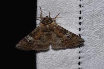 <i>Tethea ocularis</i>