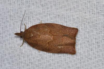 <i>Pandemis heparana</i>