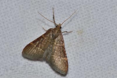 <i>Hypsopygia glaucinalis</i>