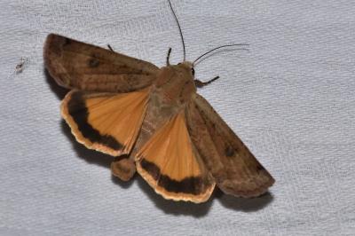 <i>Noctua pronuba</i>