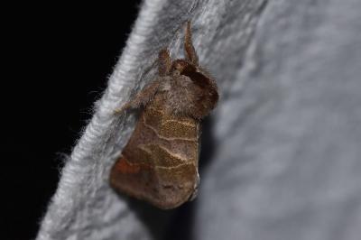 <i>Clostera pigra</i>