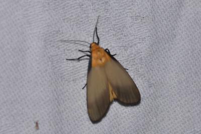 <i>Lithosia quadra</i>