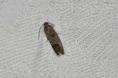 <i>Cydia pomonella</i>