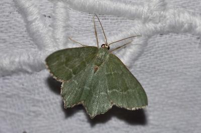 <i>Hemithea aestivaria</i>