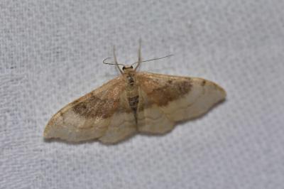 <i>Idaea degeneraria</i>