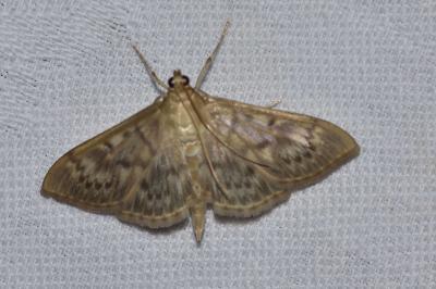 <i>Patania ruralis</i>