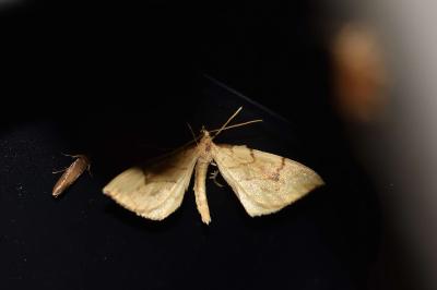 <i>Gandaritis pyraliata</i>