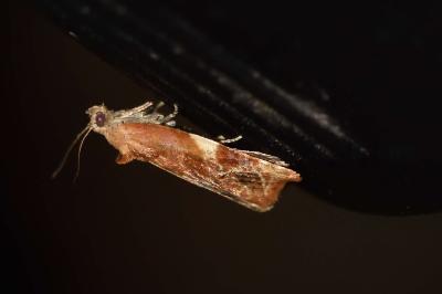 <i>Ditula angustiorana</i>