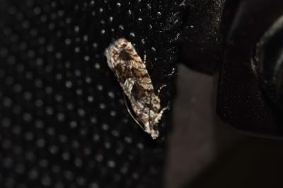 <i>Zeiraphera isertana</i>