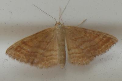 <i>Idaea ochrata</i>