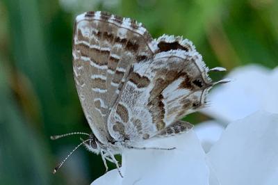 <i>Cacyreus marshalli</i>