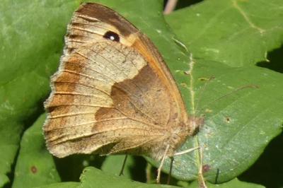 <i>Maniola jurtina</i>