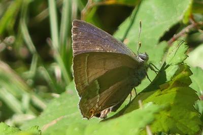 <i>Quercusia quercus</i>