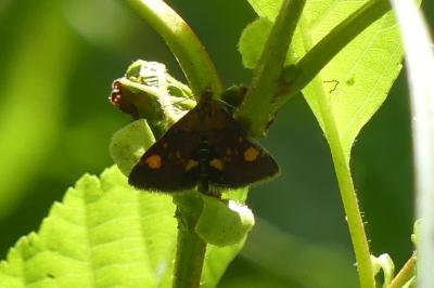 <i>Pyrausta aurata</i>