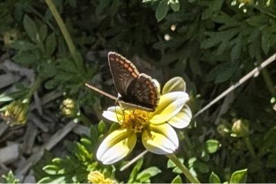 <i>Aricia agestis</i>