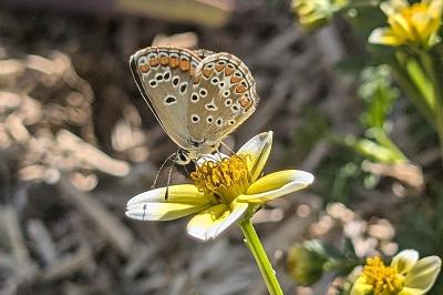 <i>Aricia agestis</i>