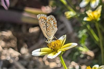 <i>Aricia agestis</i>