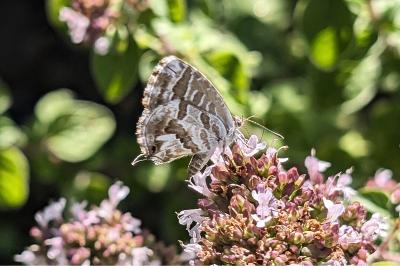<i>Cacyreus marshalli</i>
