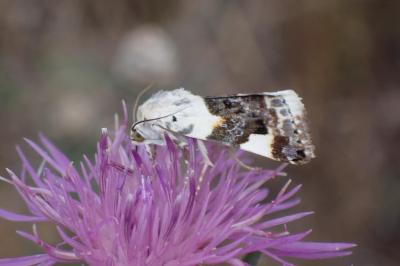 <i>Acontia lucida</i>