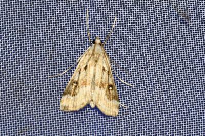 <i>Parapoynx stratiotata</i>