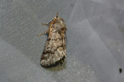<i>Thaumetopoea pityocampa</i>