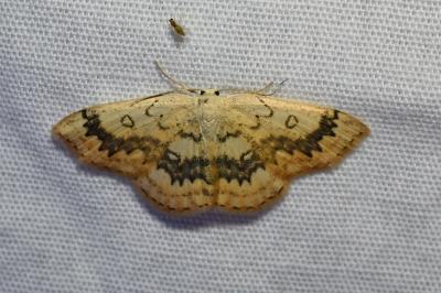 <i>Cyclophora annularia</i>
