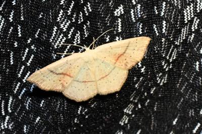 <i>Cyclophora punctaria</i>